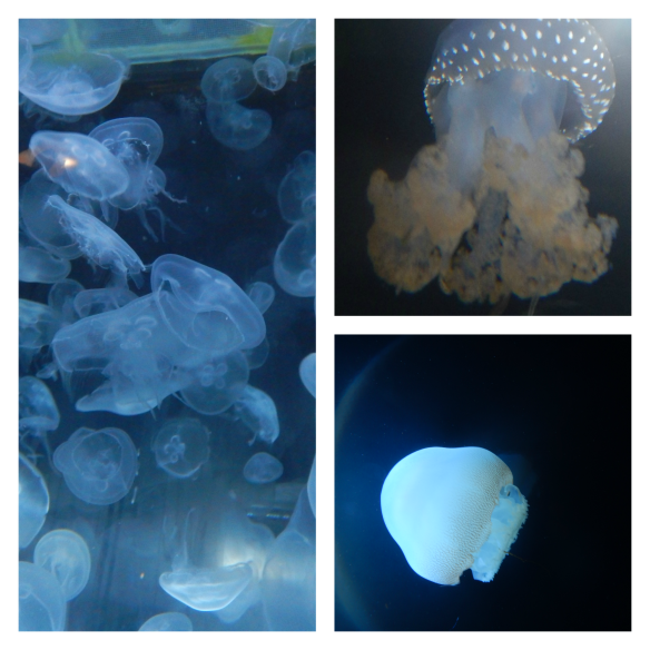 Jelly Collage